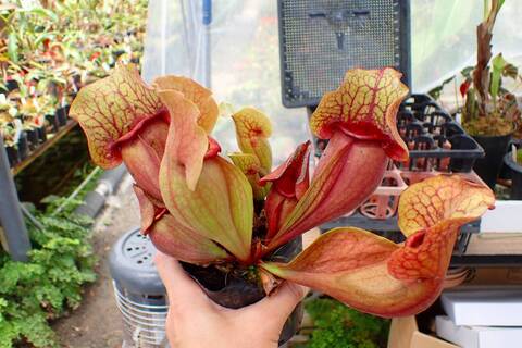 R581 1H S. purpurea ssp. venosa var. chipola TF