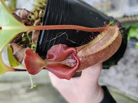 Nepenthes（ネペンテス/ウツボカズラ）の商品一覧 | Y's Exotics （山田食虫植物農園）