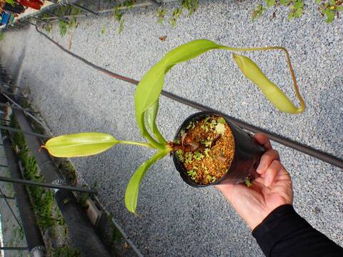J117 5-3 N. truncata x alata 現地由来