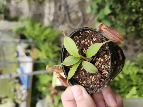 Nepenthes（ネペンテス/ウツボカズラ）の商品一覧 | Y's Exotics