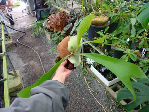 Platycerium (ビカクシダ)の商品一覧 | Y's Exotics （山田食虫植物農園）