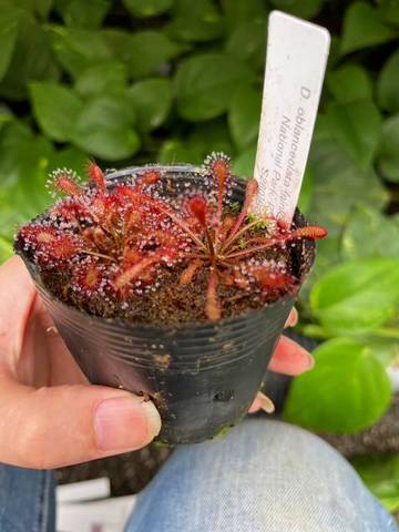 Drosera（ドロセラ/モウセンゴケ）の商品一覧 | Y's Exotics （山田食虫植物農園）