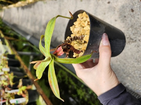 ゆうゆうネペンテス・ミランダ Nepenthes（ネペンテス/ウツボカズラ）の商品一覧 | Y's Exotics