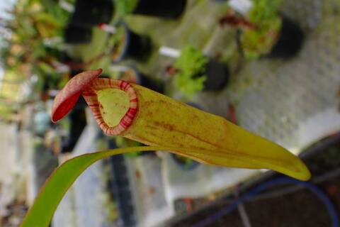 食虫植物N. xtrusmadensis AW clone:3 Nepenthes（ネペンテス/ウツボカズラ）の商品一覧 | Y's Exotics