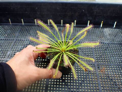 Drosera（モウセンゴケ）の商品一覧 | Y's Exotics （山田食虫植物農園）