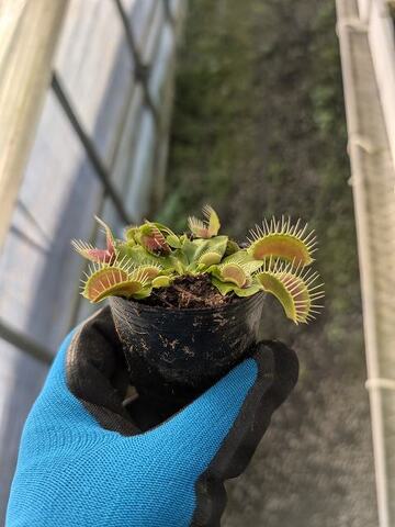 Dionaea ｍuscipula（ディオネア/ハエトリソウ）の商品一覧 | Y's Exotics （山田食虫植物農園）