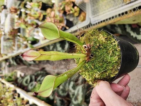 ヘリアンフォラ　シリアタ　heliamphora 食虫植物 ヘリアンフォラ シリアタ heliamphora 食虫植物 Heliamphora