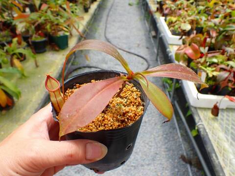 P932 5-3 N. viking x campanulata konan