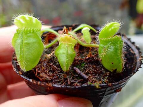 セファロタス エラー cephalotus error 子株 商品一覧 - Y's Exotics