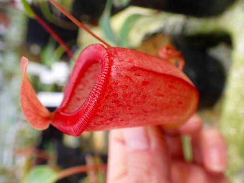 商品一覧 - Y's Exotics （山田食虫植物農園）