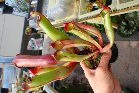 Heliamphora（ヘリアンフォラ）の商品一覧 | Y's Exotics （山田