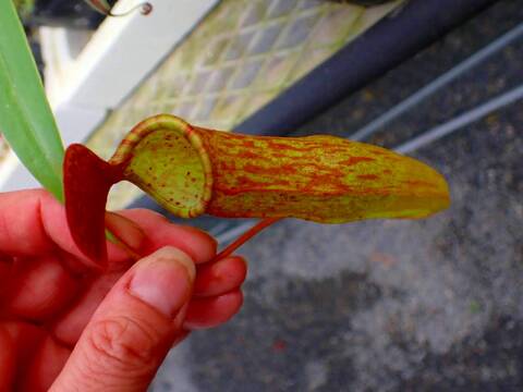 商品一覧 - Y's Exotics （山田食虫植物農園）