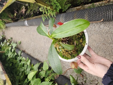 商品一覧 - Y's Exotics （山田食虫植物農園）