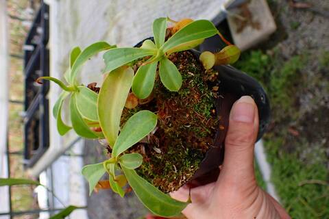 商品一覧 - Y's Exotics （山田食虫植物農園）