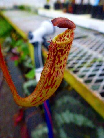 Nepenthes（ネペンテス/ウツボカズラ）の商品一覧 | Y's Exotics （山田食虫植物農園）