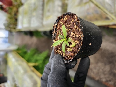 O621 1-2 [YA-2] N. lowii Mulu Y's Lab 