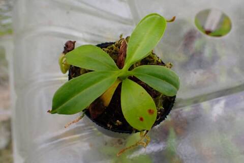 Nepenthes（ネペンテス/ウツボカズラ）の商品一覧 | Y's Exotics