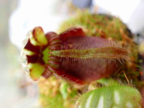 商品一覧 - Y's Exotics （山田食虫植物農園）