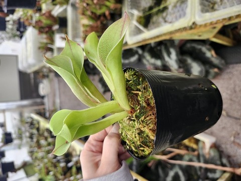 G111 1-1 H.pulchella (Akopan Tepui) AW 