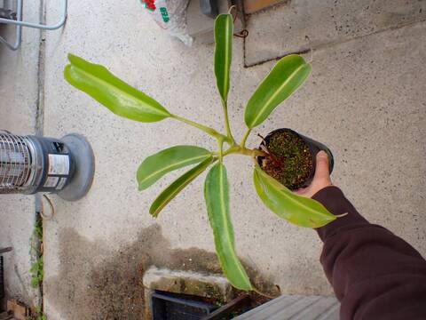 G743 1H N. lowii Mt. Trusmadi WP