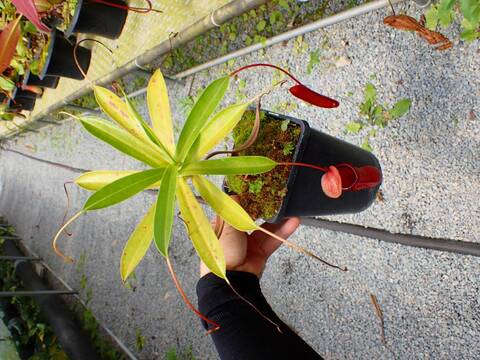 J587 5-2 N. ventricosa red x Rebecca sopper Y's