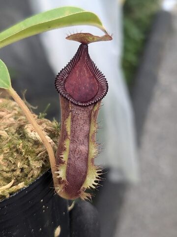 Nepenthes（ネペンテス/ウツボカズラ）の商品一覧 | Y's Exotics （山田食虫植物農園）