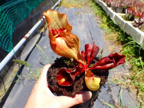 E122 S. purpurea ssp. venosa (伊勢花菖蒲園選別丸形株 No.16) MS