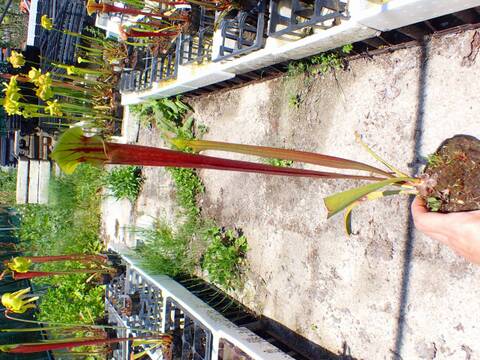 E560 S. flava var. rubricorpora (giant red, MK F21) CK