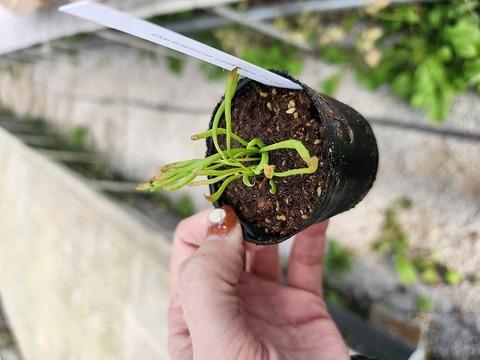 R292  2H Darlingtonia californica Y's Lab