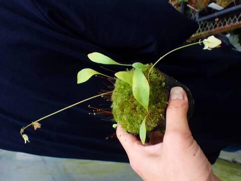 商品一覧 - Y's Exotics （山田食虫植物農園）