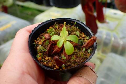 商品一覧 - Y's Exotics （山田食虫植物農園）