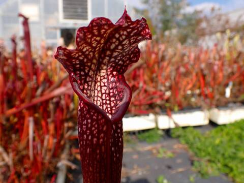 商品一覧 - Y's Exotics （山田食虫植物農園）