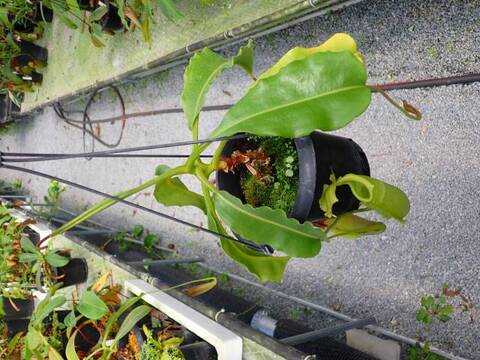 G081 5-3 N. maxima wavy leaf, frilled stem x maxima (d) Sulawesi green Y's