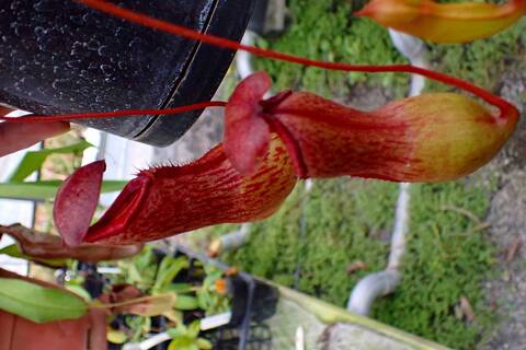 ネペンテス七種セット(宅急便発送) Nepenthes（ネペンテス/ウツボカズラ）の商品一覧 | Y's Exotics