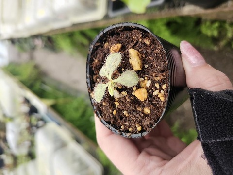 Drosera（モウセンゴケ）の商品一覧 | Y's Exotics （山田食虫植物農園）