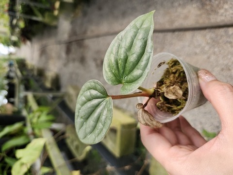商品一覧 - Y's Exotics （山田食虫植物農園）