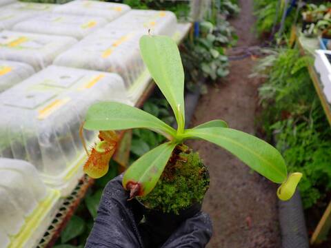 G515 1-4 N. (truncata x ephippiata) x tenuis #NNN