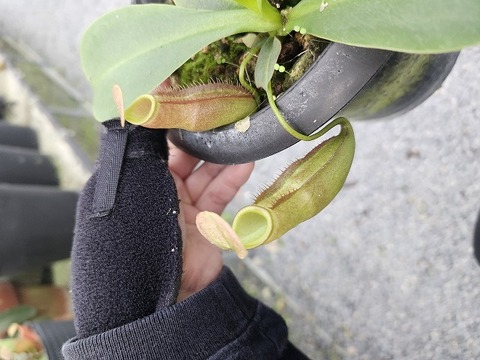 Nepenthes Species（ネペンテス原種）の商品一覧 | Y's Exotics （山田
