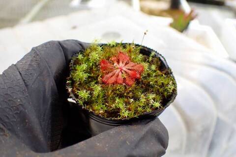 Drosera（モウセンゴケ）の商品一覧 | Y's Exotics （山田食虫植物農園）