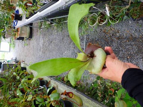 ビカクシダ Ys 商品一覧 - Y's Exotics （山田食虫植物農園）