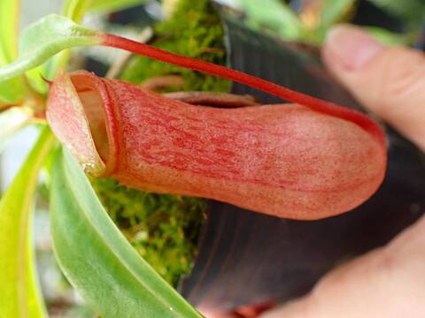 J603 1-4 N. ventricosa [BCP ID# N114, N137, N303] BCP