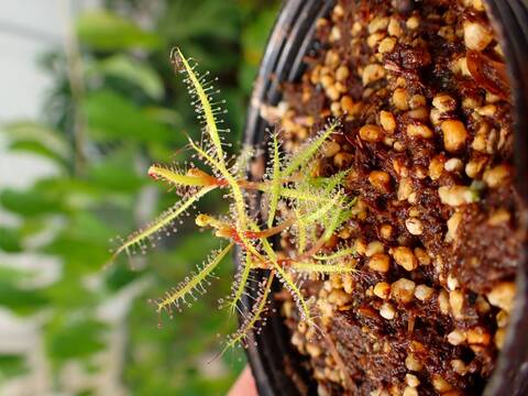 商品一覧 - Y's Exotics （山田食虫植物農園）