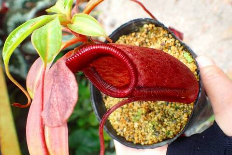 Nepenthes（ネペンテス/ウツボカズラ）の商品一覧 | Y's Exotics