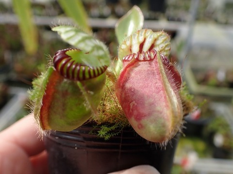 商品一覧 - Y's Exotics （山田食虫植物農園）