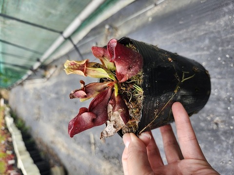 R115 S. purpurea ssp. venosa (伊勢花菖蒲園選別丸形株 No.52) MS