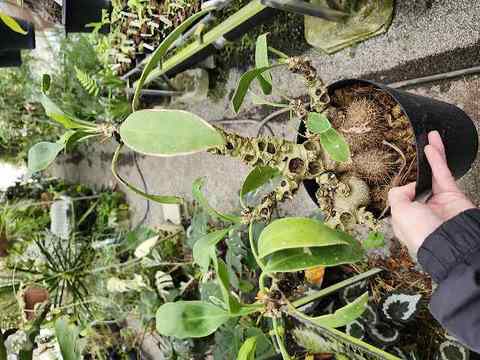 Ant plants (アリ植物)の商品一覧 | Y's Exotics （山田食虫植物農園）