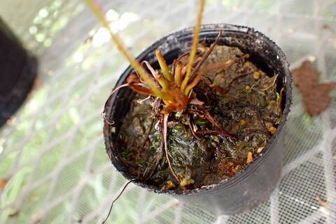 G139 5-2 D. filiformis var. filiformis