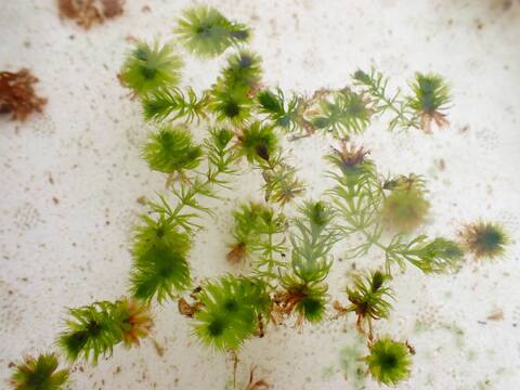 Y031 1-1 Aldrovanda vesiculosa：京都巨椋池系統