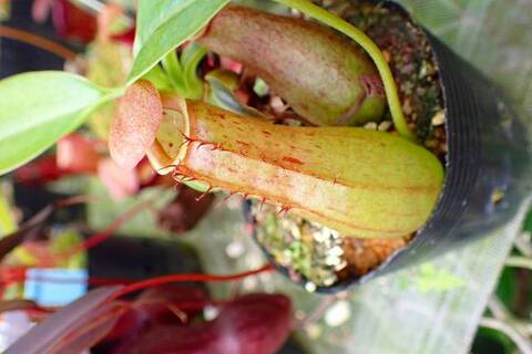 ティート　ネペン　teat Nepenthes（ネペンテス/ウツボカズラ）の商品一覧 | Y's Exotics