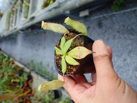食虫植物 ウトリクラリア タマラセリー ネルンビフォリア ヤマト発送